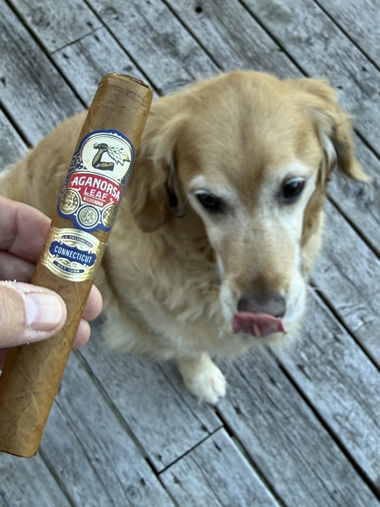 Norm Farrar holding the Aganorsa Leaf La Validación Connecticut Gran Toro with his dog Dallas on the porch