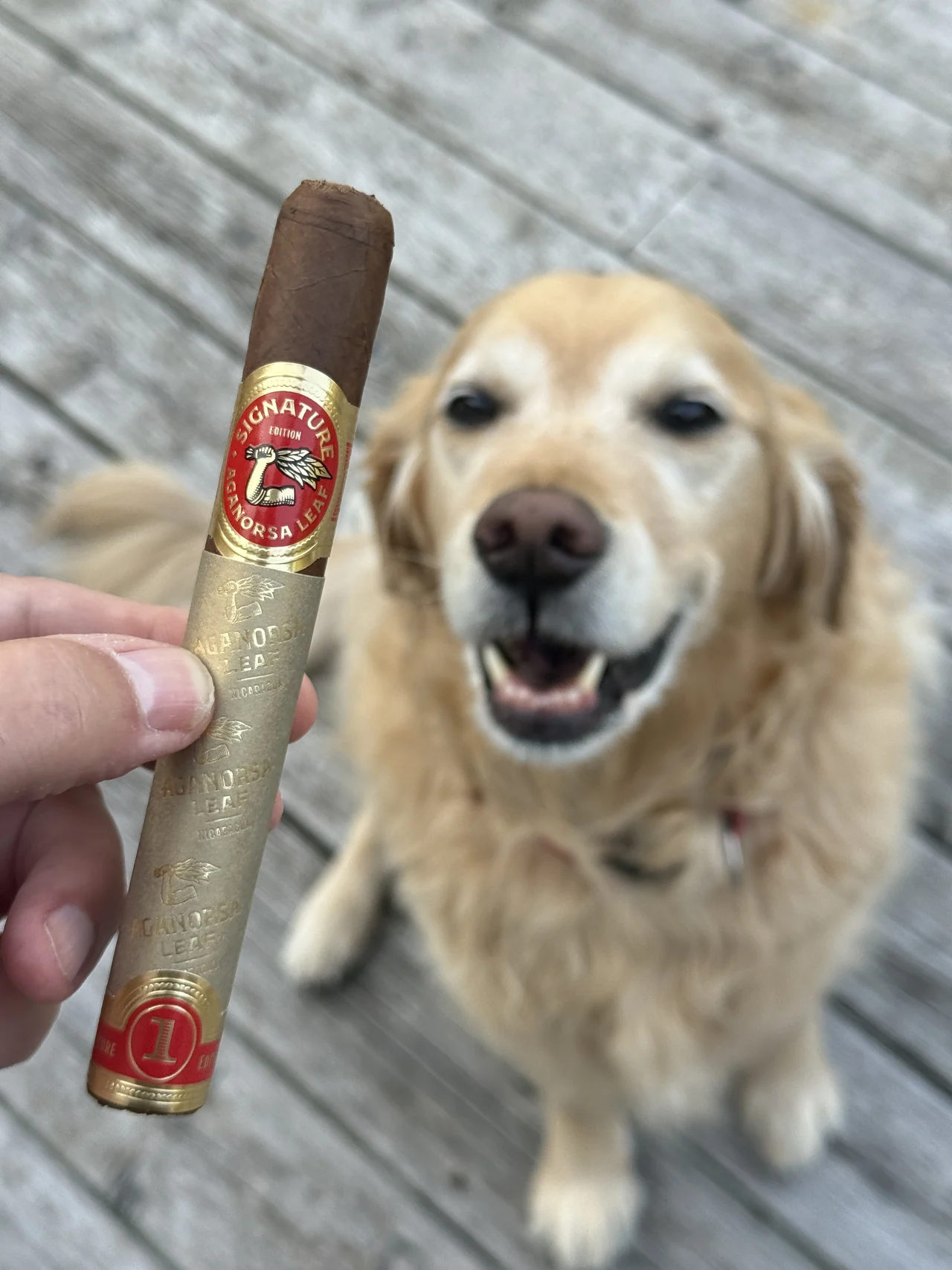 Aganorsa Leaf Signature Selection Corojo Toro with Norm Farrar's dog Dallas on the deck