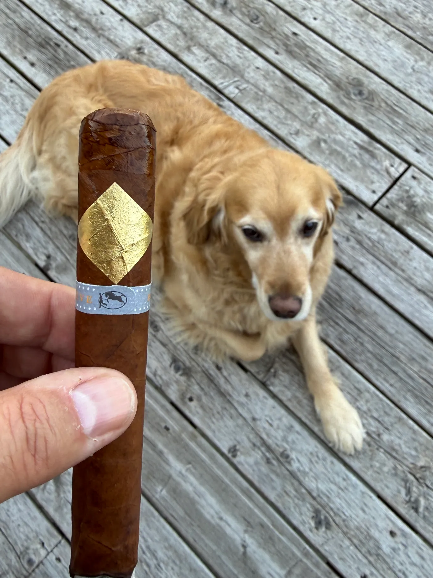 Dallas the golden retriever on the deck beside the Cavalier Geneve BII Viso Jalapa Robusto