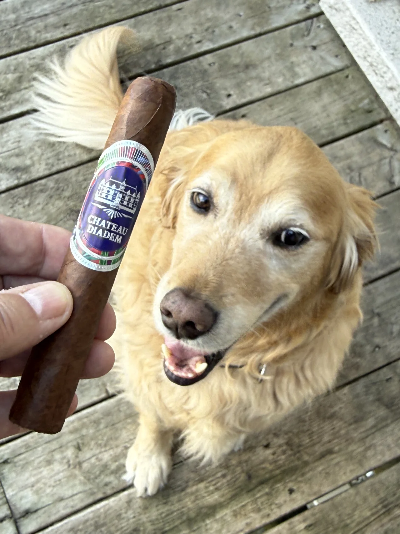 Norm Farrar holding the Chateau Diadem Certitude Toro with his dog Dallas on the porch