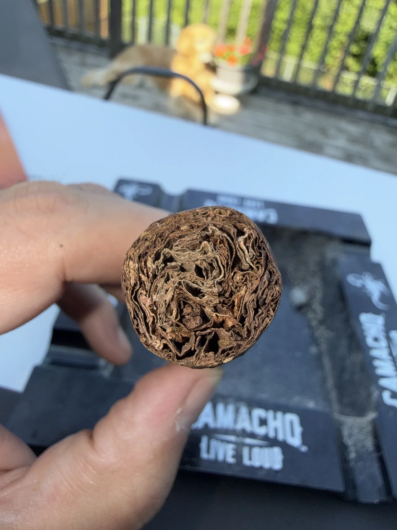 Foot of the Cuesta-Rey Centro Fino Sungrown Pyramid No. 9 after the cut