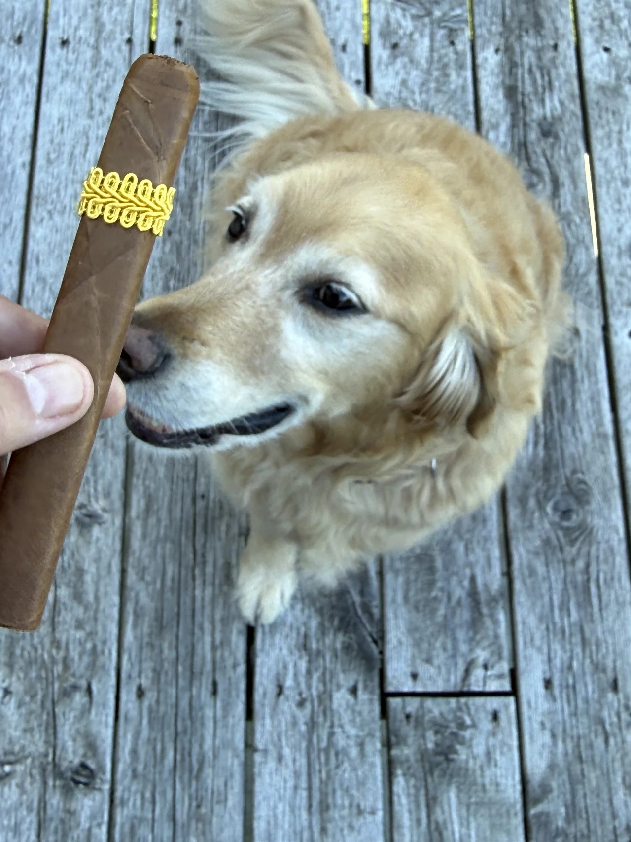 Definition Prolific Cigar BP with Norm Farrar's dog Dallas on the porch