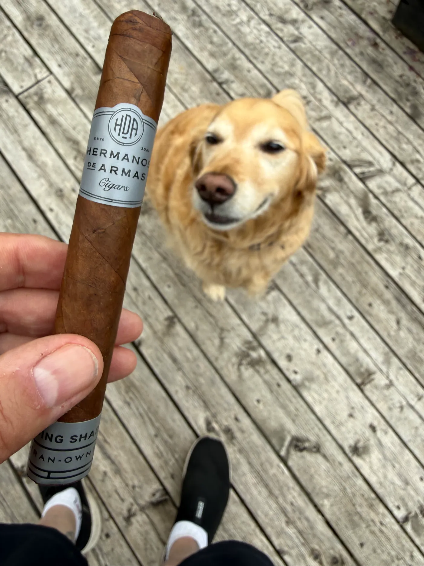 Dallas the golden retriever posing on the deck beside the Hermanos de Armas Descending Shadows