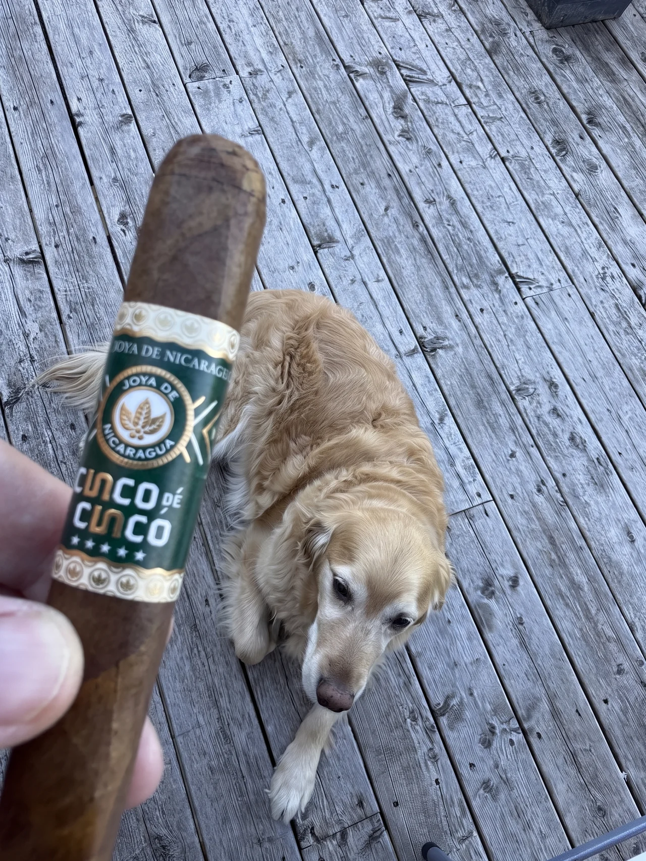 JOYA DE NICARAGUA CINCO DE CINCO TORO 6&times;52 - Dallas the golden retriever supervising from the porch