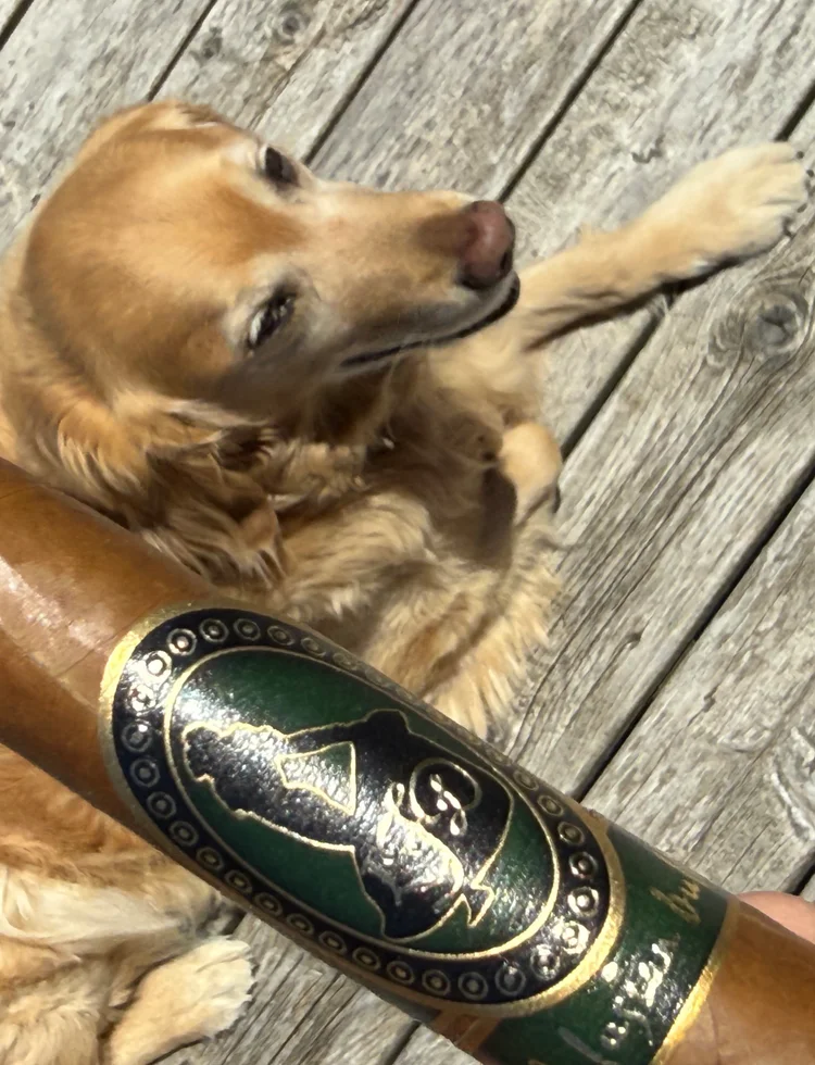 Dallas the golden retriever on the deck behind the La Flor Dominicana Andalusian Bull