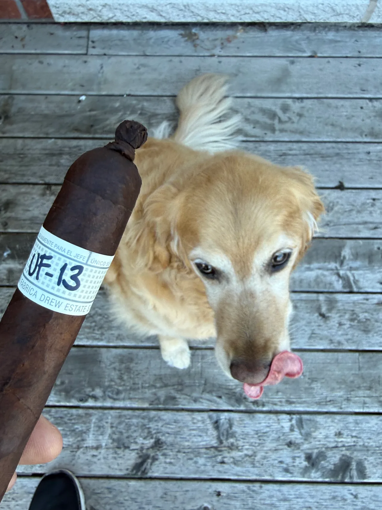 Dallas the golden retriever on the deck beside the UF-13, treat balanced on his nose