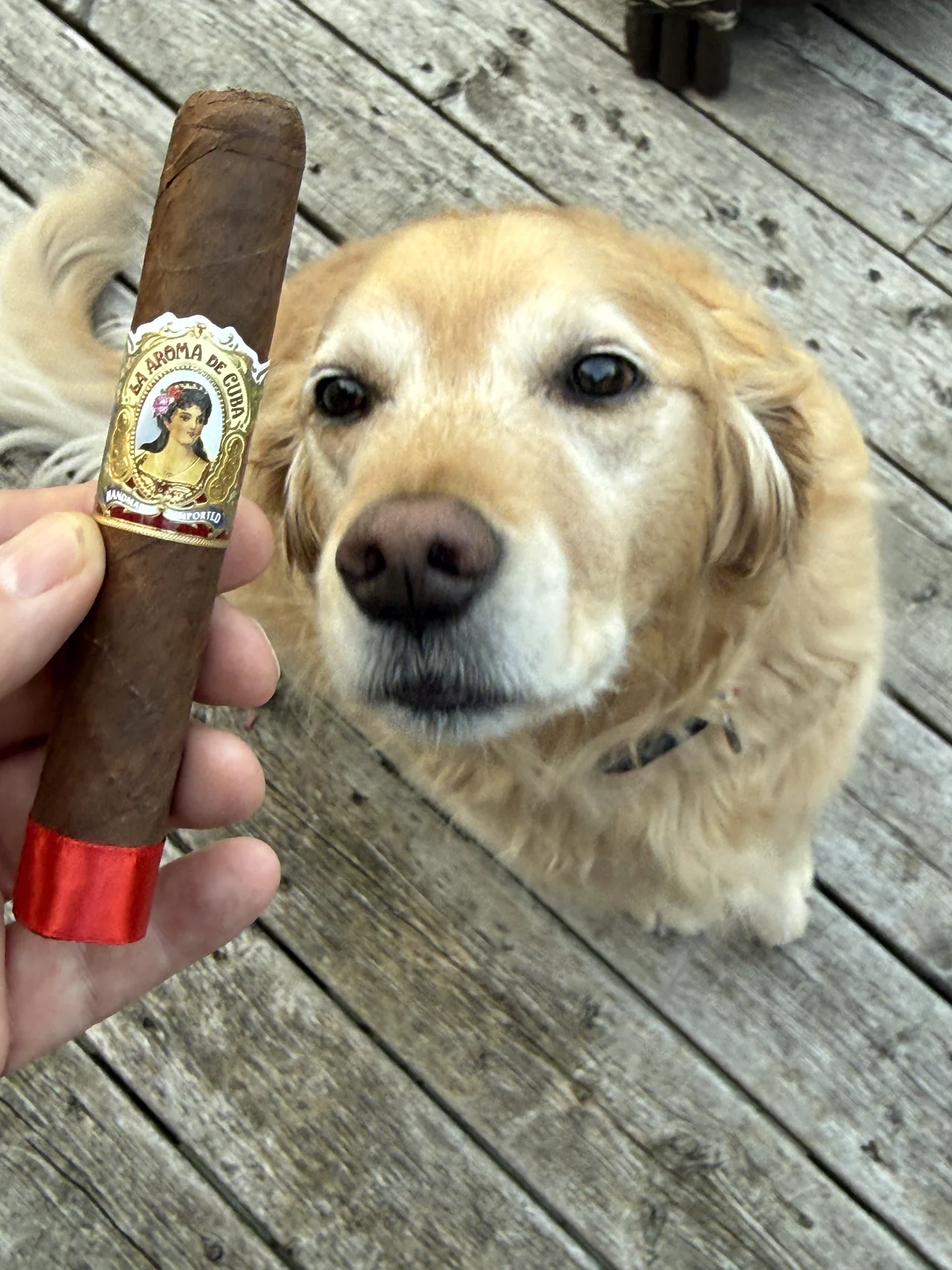 La Aroma de Cuba Robusto with Norm Farrar's dog Dallas on the porch