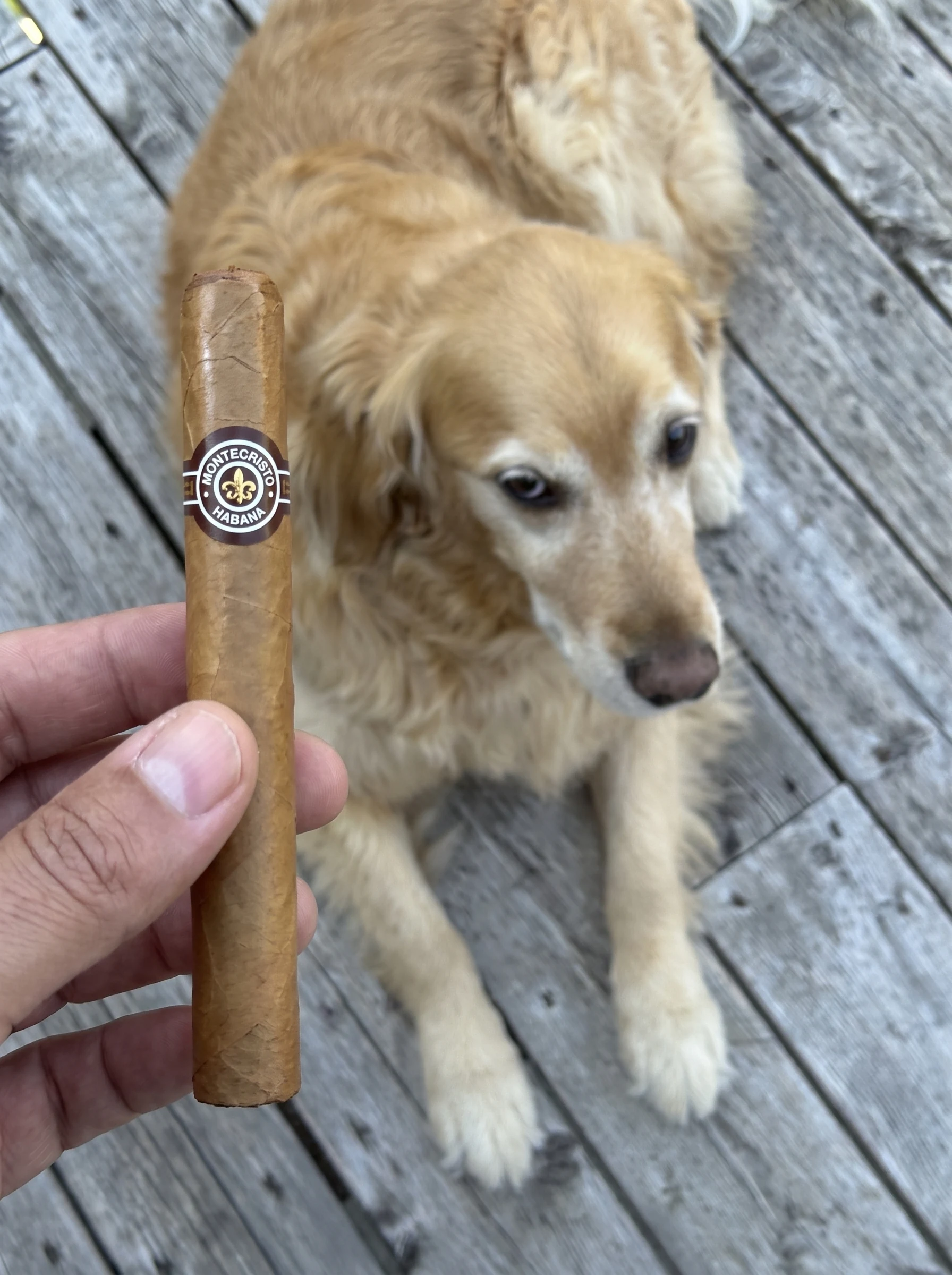 Norm holding the Montecristo No. 4 on the porch with Dallas the golden retriever waiting for a cookie