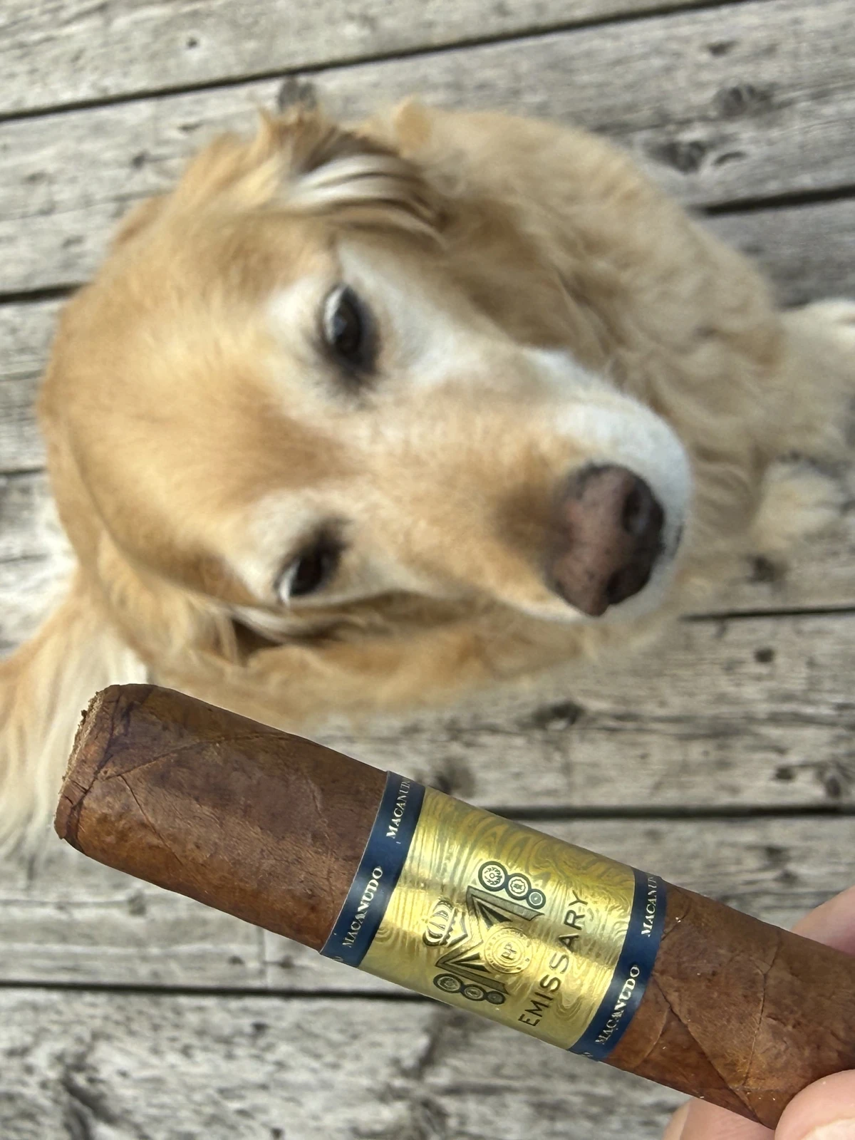 Dallas the golden retriever on the porch beside the MACANUDO EMISSARY FRANCE ROBUSTO 5×52