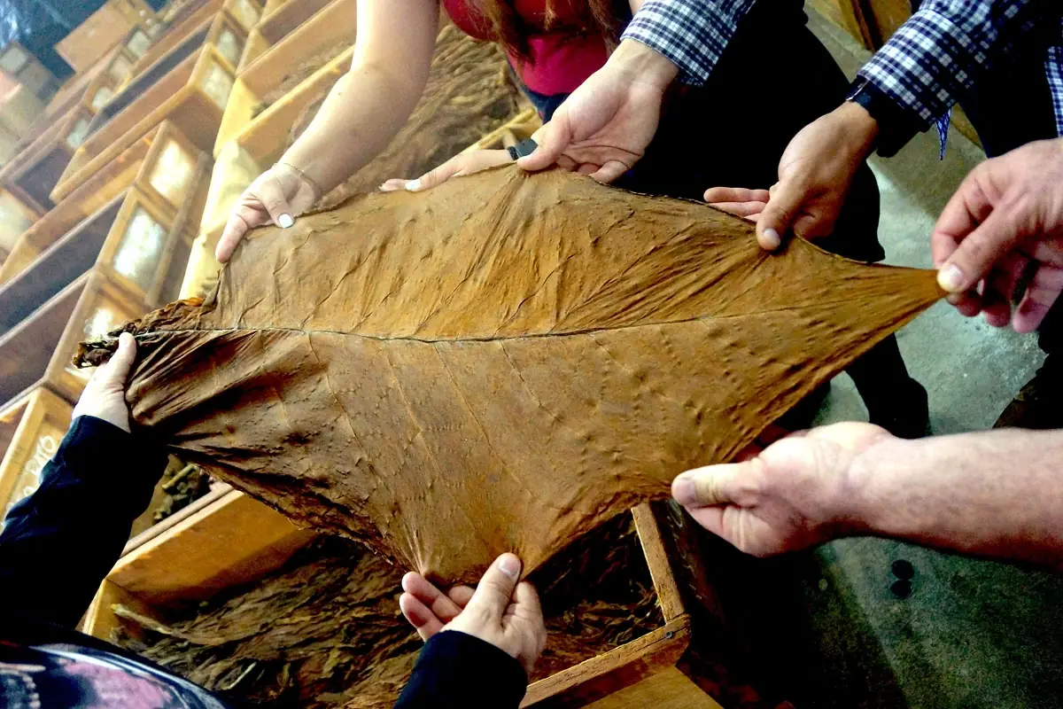 Torcedores rolling cigars on the My Father factory floor in Estelí