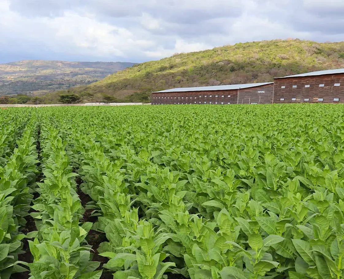 My Father Cigars factory, Esteli