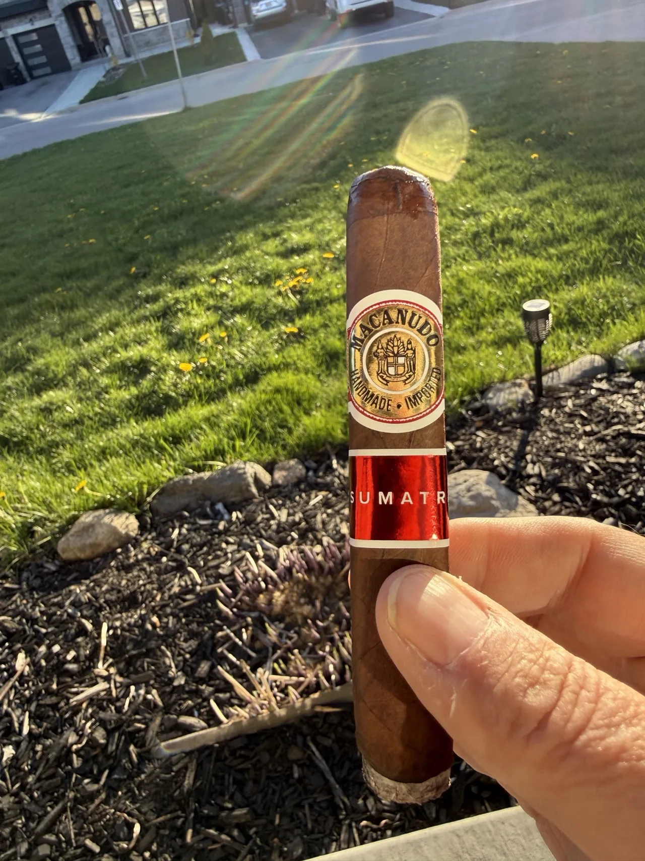 Unlit Macanudo Sumatra Gigante in hand over the lawn on an early summer evening