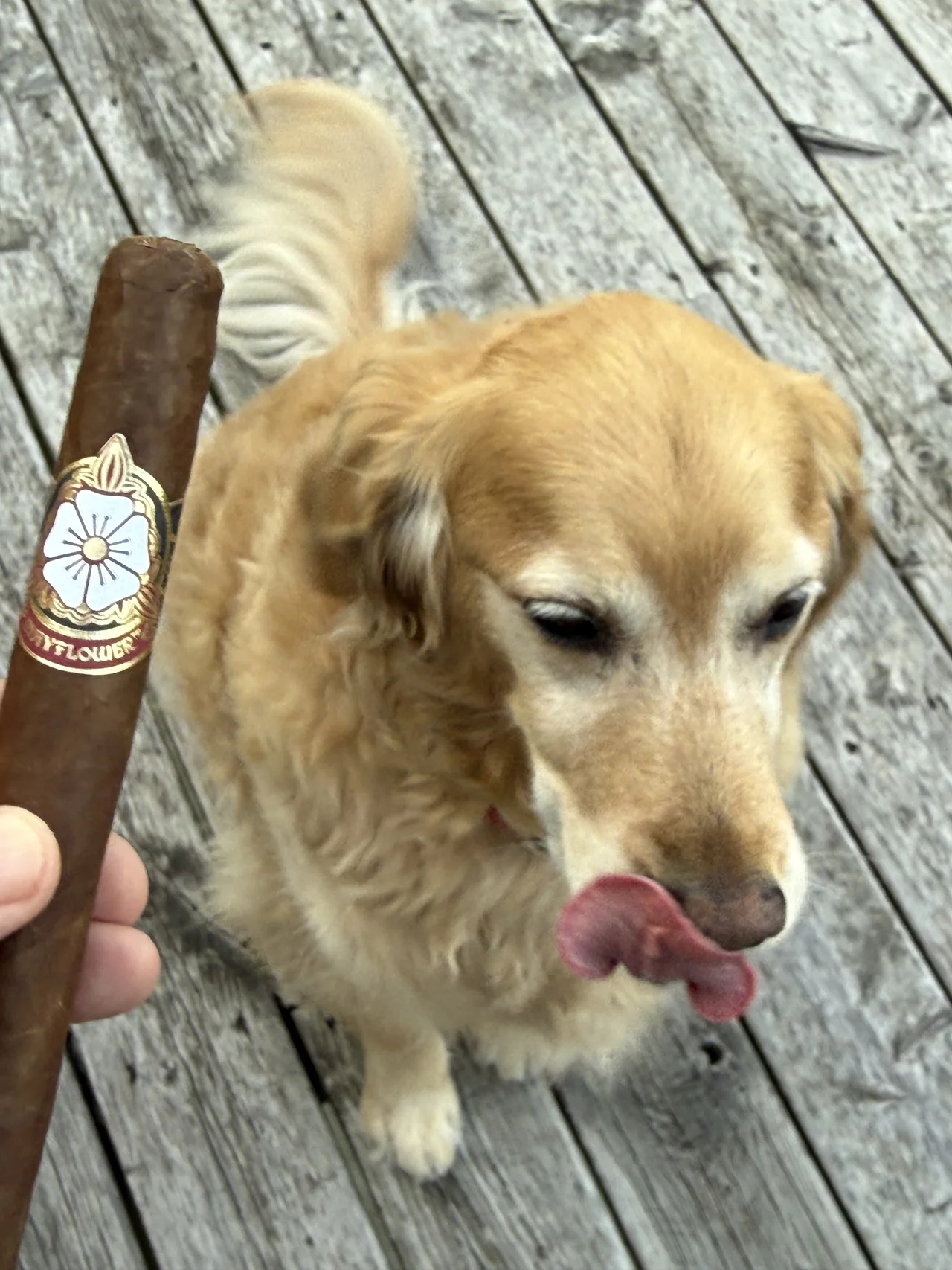 Norm Farrar holding the Mayflower Dusk Toro with his dog Dallas on the porch