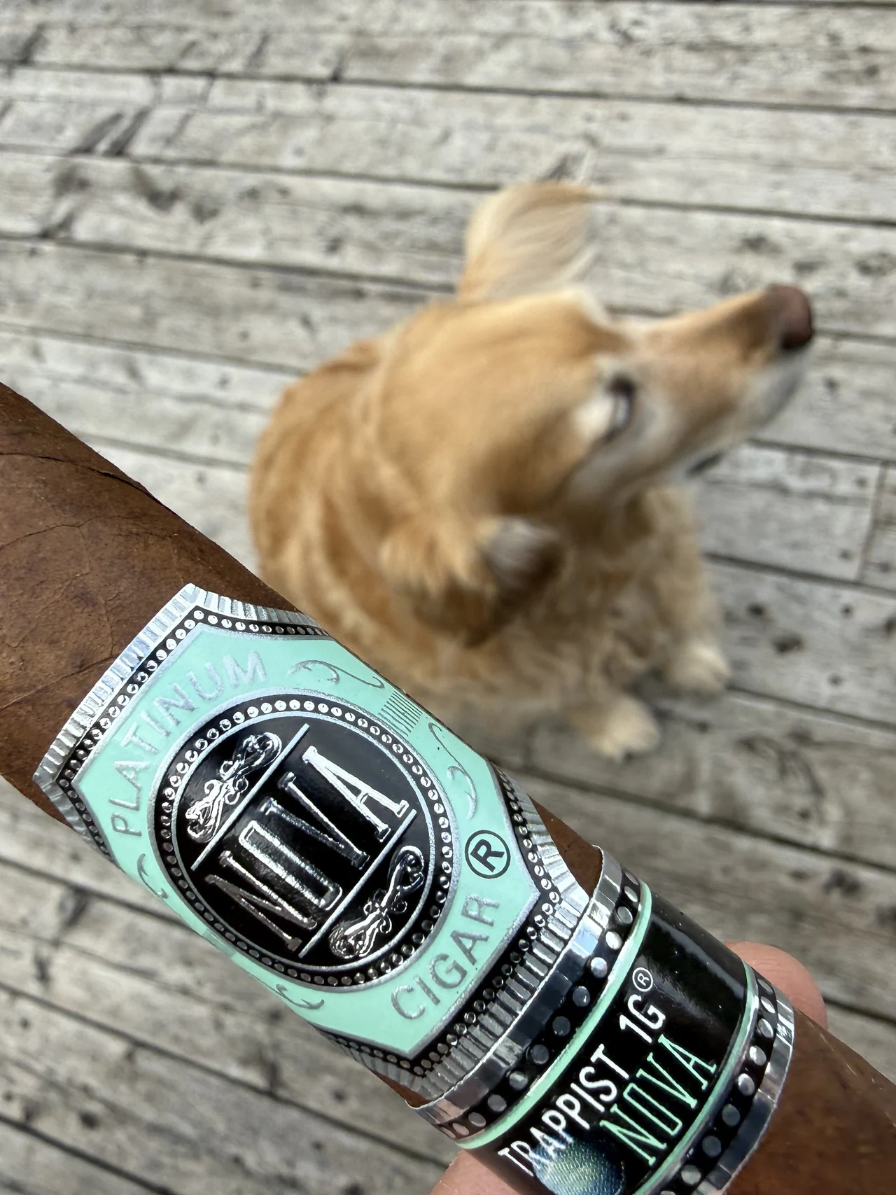 Dallas the golden retriever on the porch with the PLATINUM NOVA TRAPPIST 1G TORPEDO 7&frac14;&times;54