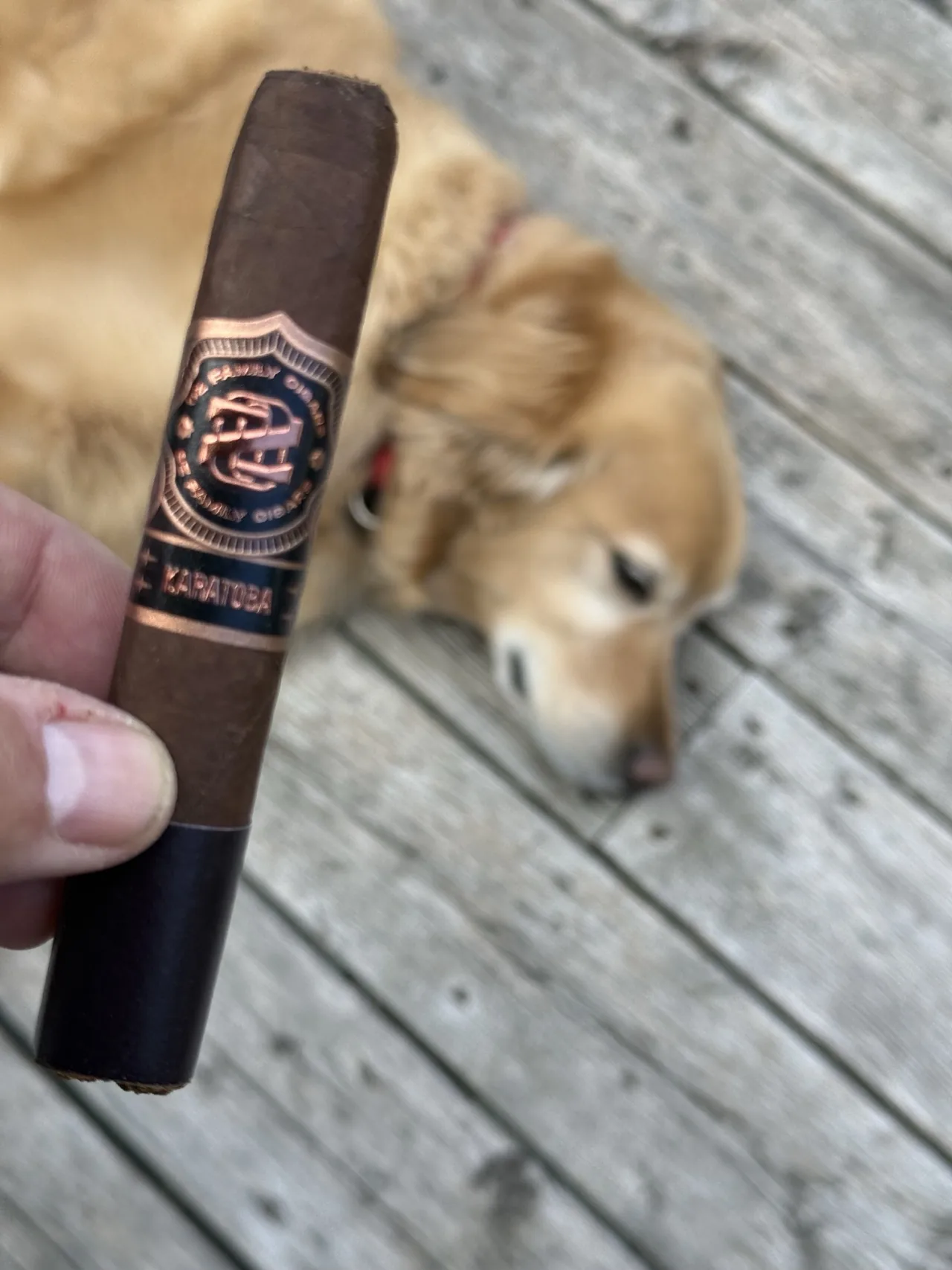 Dallas the golden retriever on the porch deck beneath an unlit OZ FAMILY KARATOBA K60 GORDO 6&times;60
