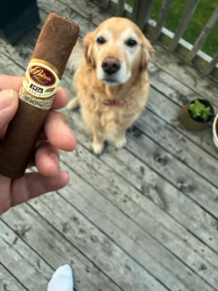 Dallas the golden retriever on the deck watching the Padron 1926 No. 35