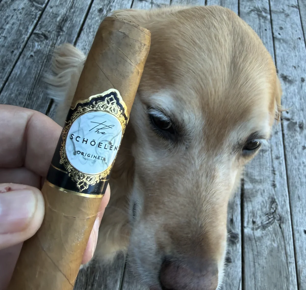 Dallas the golden retriever licking his chops at the SCH&Ouml;ELEN ORIGINELL 5⅞&times;52 on the porch
