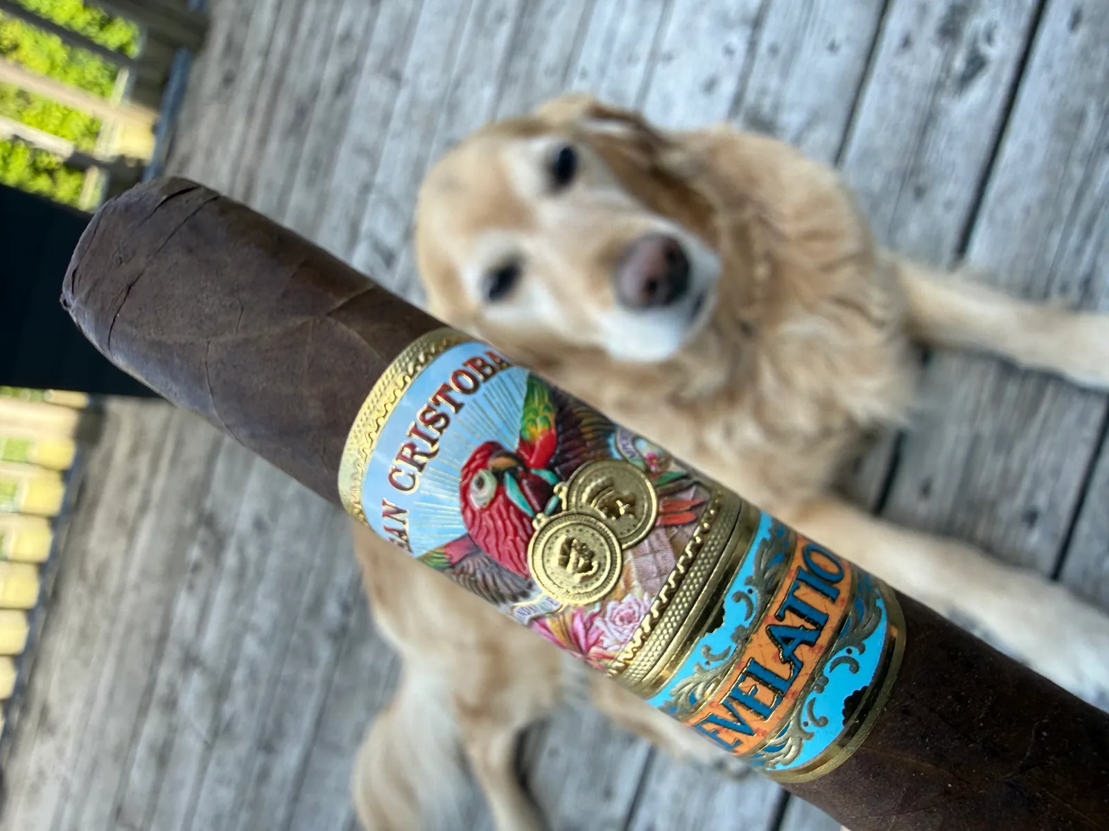 Dallas the golden retriever behind the San Crist&oacute;bal Revelation cigar on the porch