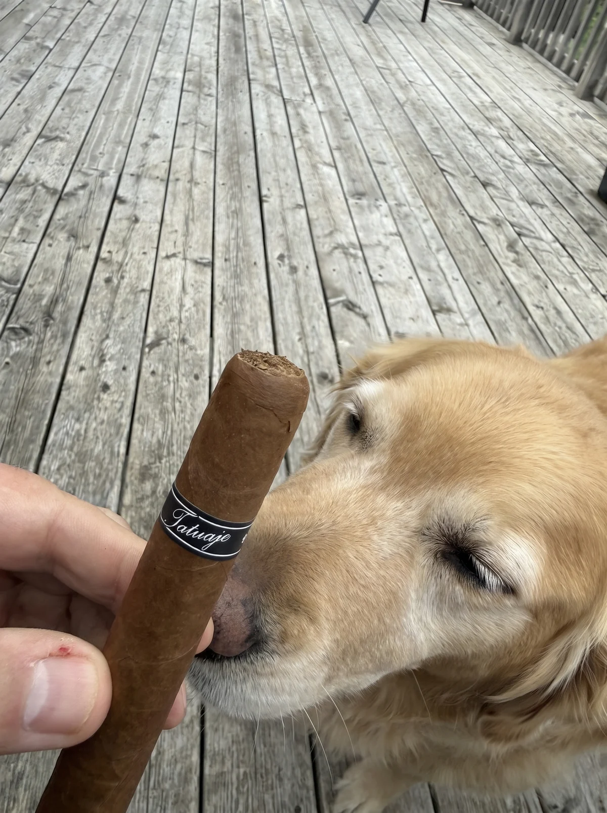 Dallas the golden retriever nose-first on the foot of the TATUAJE BLACK LABEL GRAN TORO 6&half;&times;52 on the porch