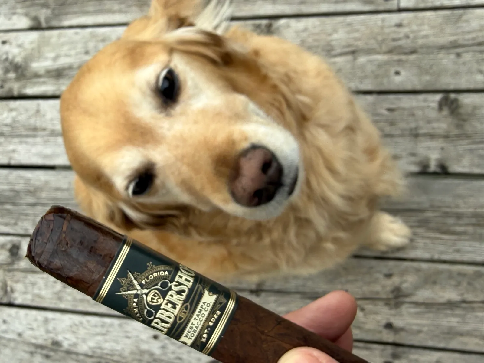 West Tampa Barbershop cigar in hand with Dallas the golden retriever on the porch