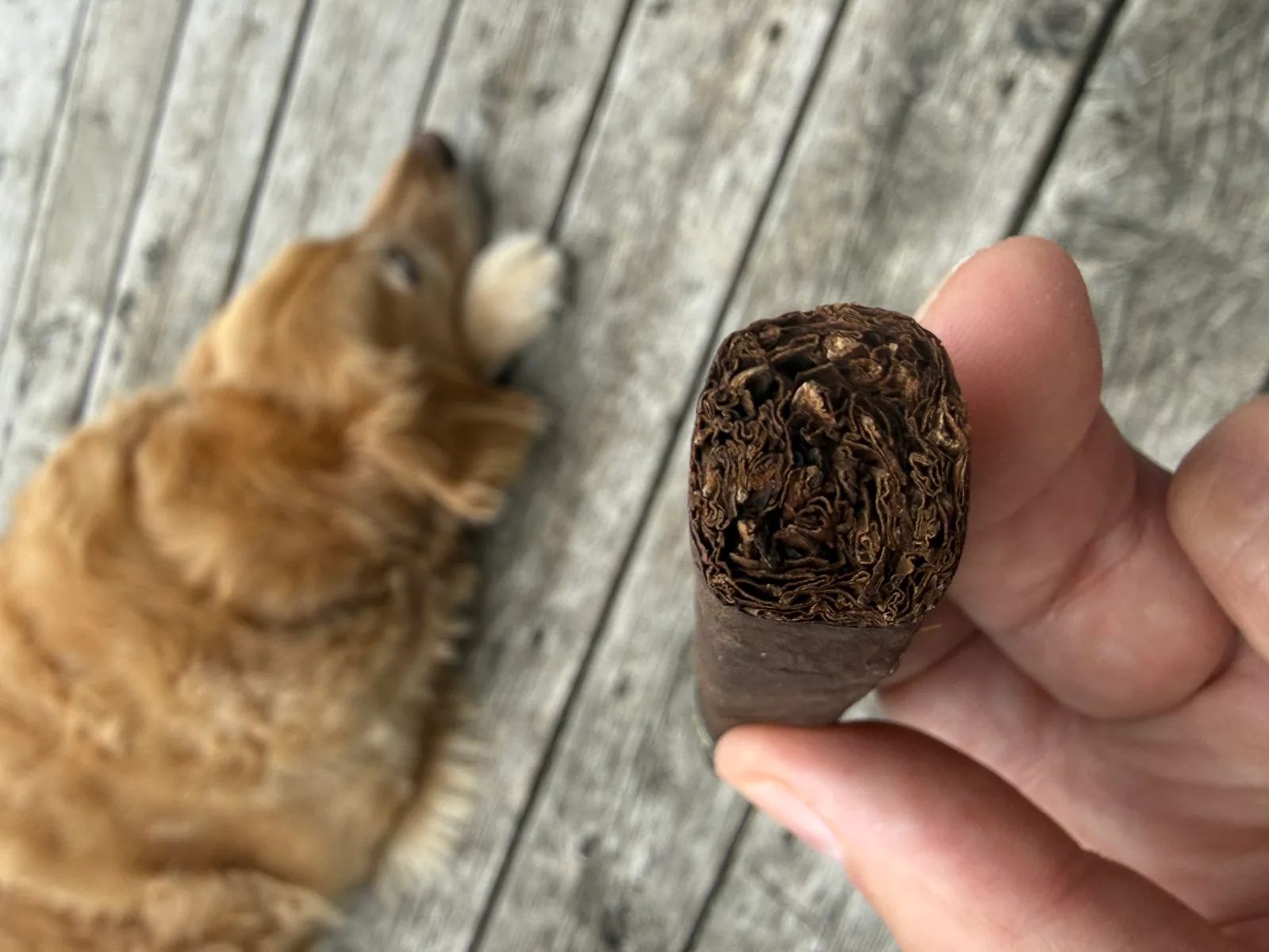 Box-pressed foot of the West Tampa Barbershop cigar with Dallas on the porch