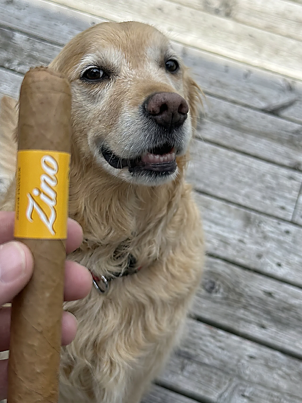 Dallas the golden retriever on the porch deck looking up beside the ZINO NICARAGUA TORO 6×50