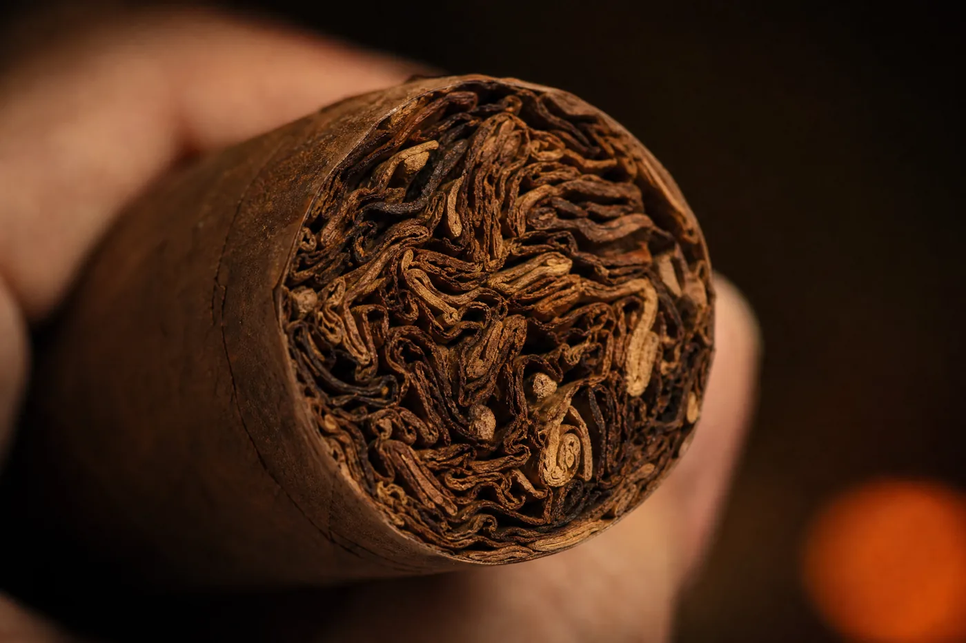 Macro of the foot of a large ring gauge gordo cigar showing many distinct filler tobacco leaves in the bunch
